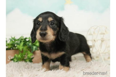 成約済の千葉県のミニチュアダックスフンド(ロングヘアード)-210418の5枚目